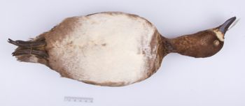 Media type: image;   Ornithology 204023